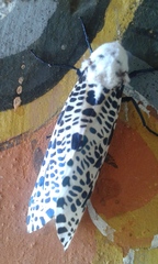 Zeuzera multistrigata