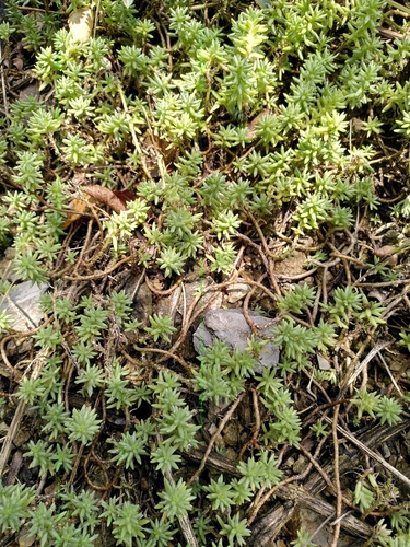 Sedum urvillei