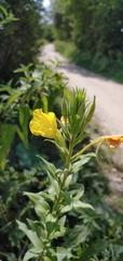 Oenothera rubricaulis