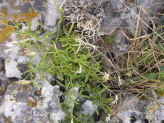 Silene saxifraga