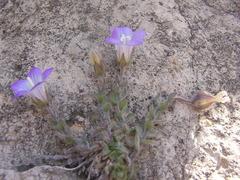 Campanula mollis