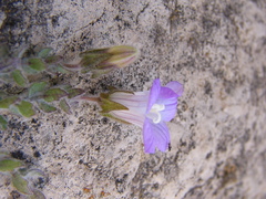 Campanula mollis