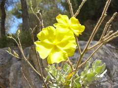 Cistus atriplicifolius