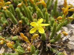 Hypericum ericoides