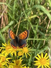 Lycaena phlaeas