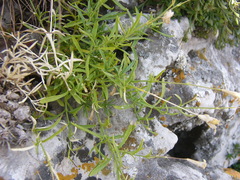 Silene saxifraga