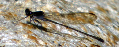 Argia tezpi