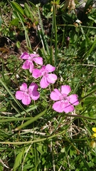 Dianthus alpinus