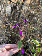 Dicliptera clinopodia