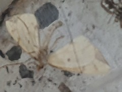 Gandaritis pyraliata