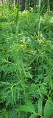 Tracheophyta