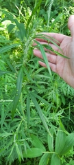 Tracheophyta