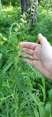 Tracheophyta