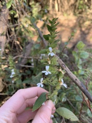 Phaulopsis imbricata