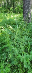 Tracheophyta