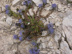Jasione foliosa