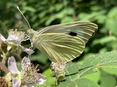 Pieris brassicae
