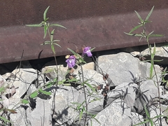 Galeopsis ladanum