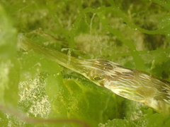 Syngnathus acus