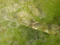 Syngnathus acus