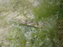 Syngnathus acus