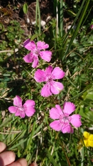 Dianthus alpinus