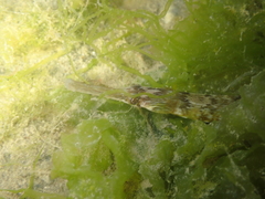 Syngnathus acus