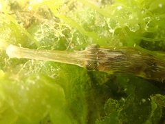 Syngnathus acus