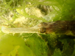 Syngnathus acus