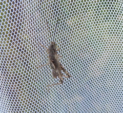 Chorthippus macrocerus