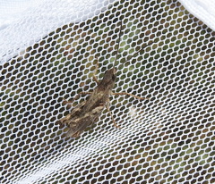 Chorthippus macrocerus