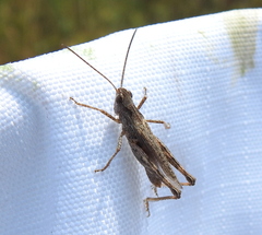 Chorthippus macrocerus