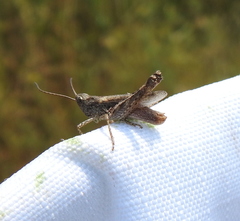 Chorthippus macrocerus