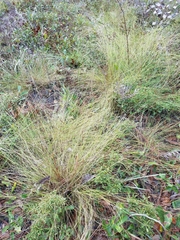Aristida stricta