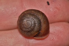Ponderconcha murphyi