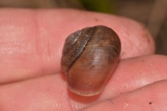 Ponderconcha murphyi