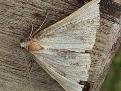 Hypena proboscidalis