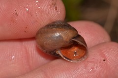 Ponderconcha murphyi
