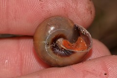 Ponderconcha murphyi