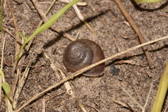 Ponderconcha murphyi