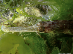 Syngnathus acus