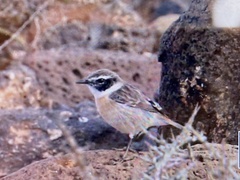 Saxicola dacotiae