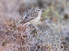 Saxicola dacotiae