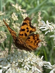 Polygonia c-album