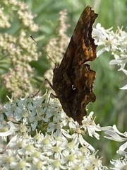 Polygonia c-album