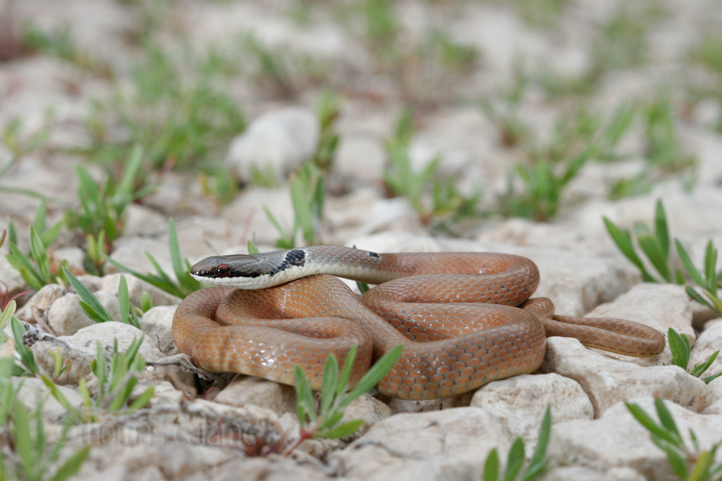 Collared Dwarf Racer