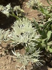 Centaurea cheiranthifolia