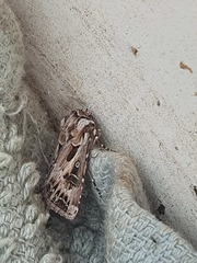Agrotis vestigialis