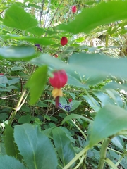 Callianthe megapotamica