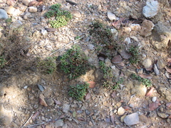 Limonium carthaginense